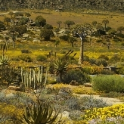 Namaqualand