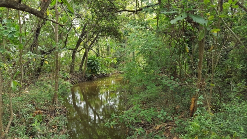 Subtropical forest near Durban