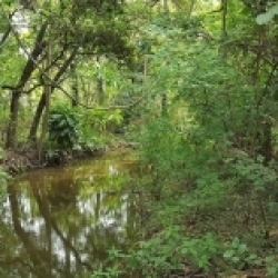 Subtropical forest near Durban