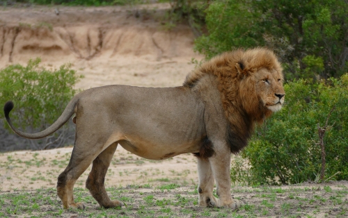 Male lion