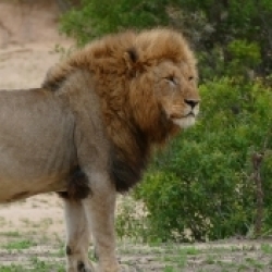 Male lion